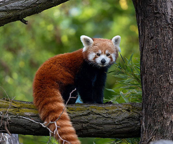 Wildlife & Nature Tours